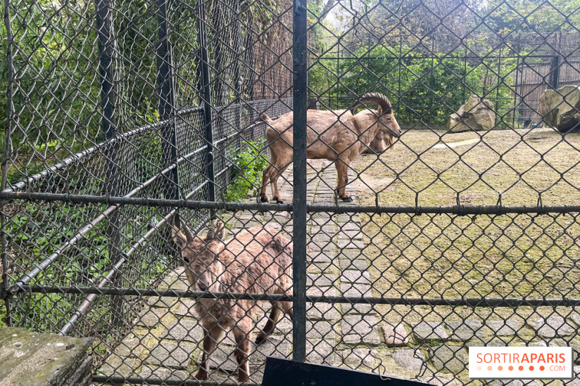Ménagerie du Jardin des Plantes 2024 - nos photos