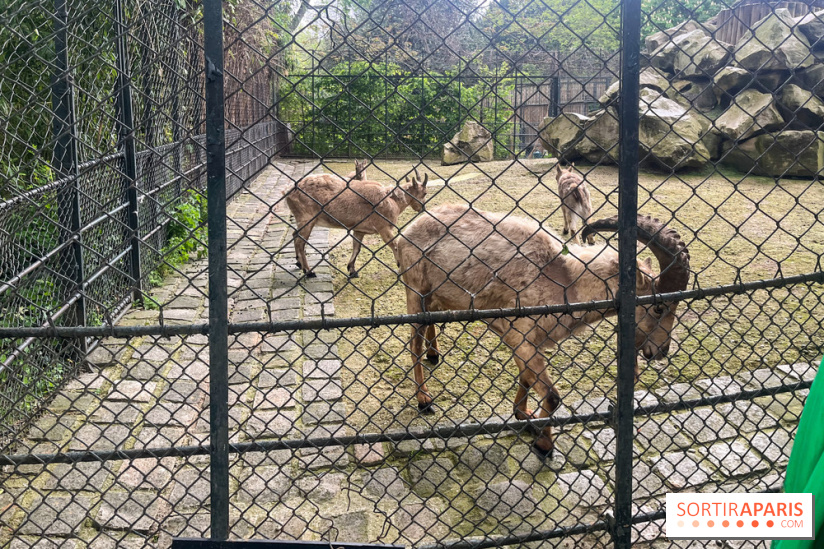 Ménagerie du Jardin des Plantes 2024 - nos photos