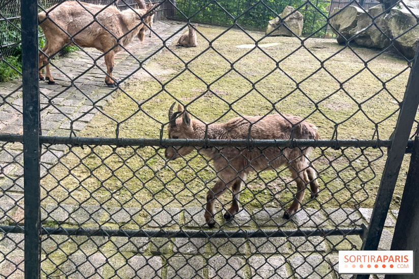 Ménagerie du Jardin des Plantes 2024 - nos photos