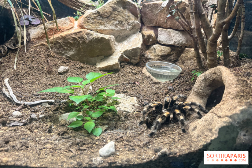 Ménagerie du Jardin des Plantes 2024 - nos photos