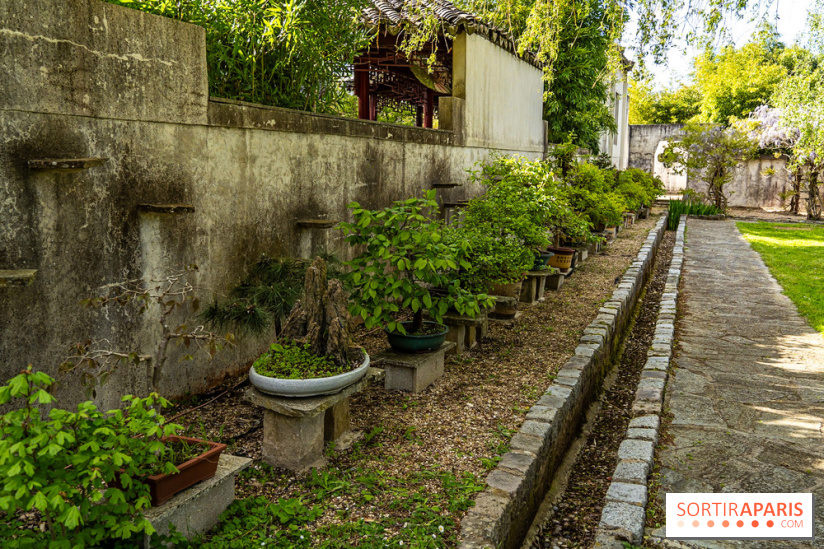 Jardin Yili, le jardin chinois caché dans les Yvelines -  bonsaï