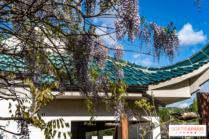Jardin Yili, le jardin chinois caché dans les Yvelines -  A7C2197