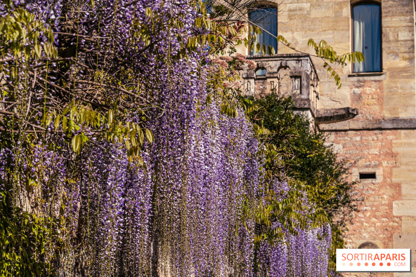 Village de Medan dans les Yvelines -  château de Medan - glycine