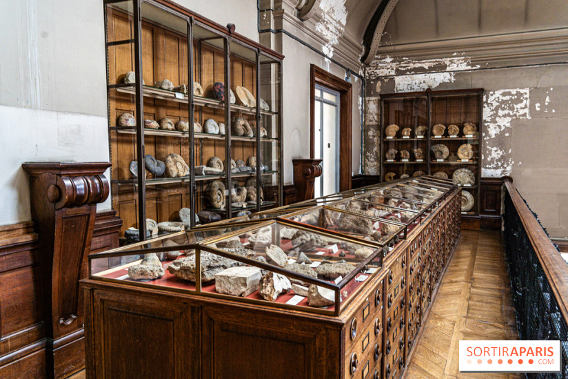 La Galerie de Paléontologie et d'Anatomie comparée du Muséum au Jardin des Plantes -  A7C7467