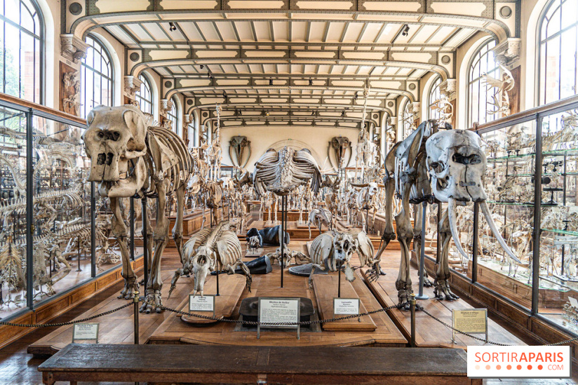 La Galerie de Paléontologie et d'Anatomie comparée du Muséum au Jardin des Plantes -  A7C7482