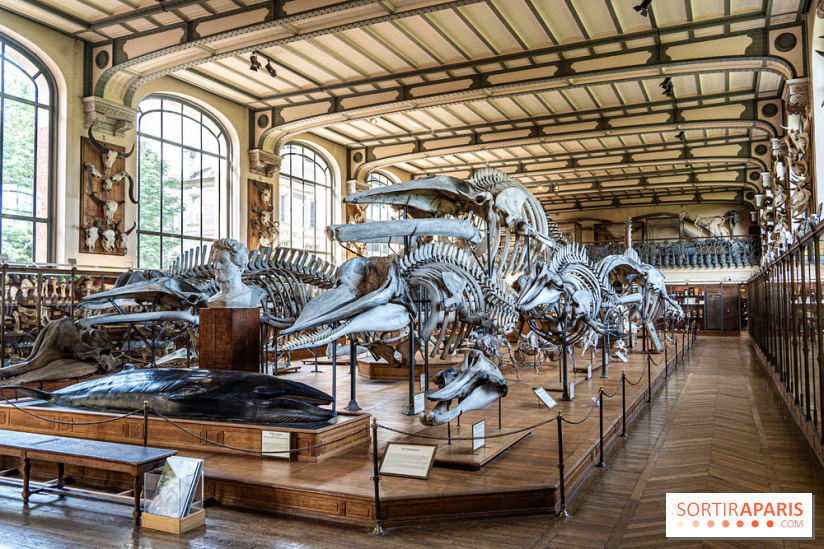 La Galerie de Paléontologie et d'Anatomie comparée du Muséum au Jardin des Plantes -  A7C7483