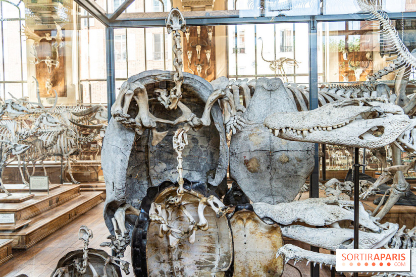 La Galerie de Paléontologie et d'Anatomie comparée du Muséum au Jardin des Plantes