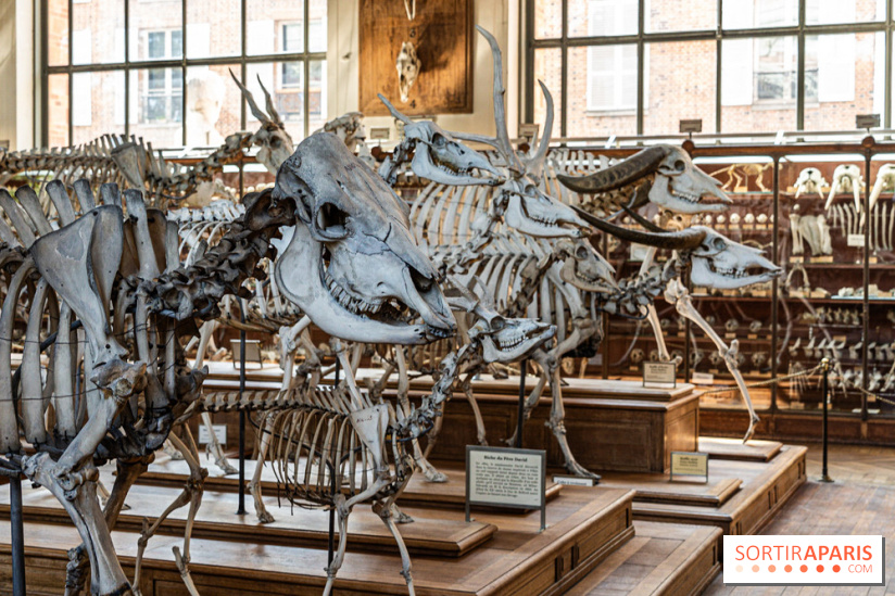 La Galerie de Paléontologie et d'Anatomie comparée du Muséum au Jardin des Plantes