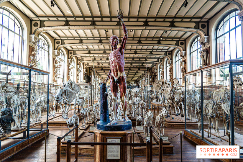 La Galerie de Paléontologie et d'Anatomie comparée du Muséum au Jardin des Plantes -  A7C7486