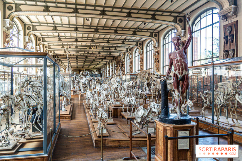 La Galerie de Paléontologie et d'Anatomie comparée du Muséum au Jardin des Plantes