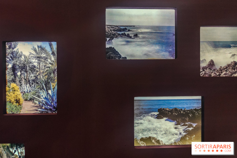 Natures vivantes : l'exposition photo qui met à l'honneur les jardins du musée Albert Kahn - photos
