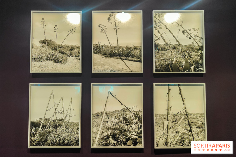 Natures vivantes : l'exposition photo qui met à l'honneur les jardins du musée Albert Kahn - photos