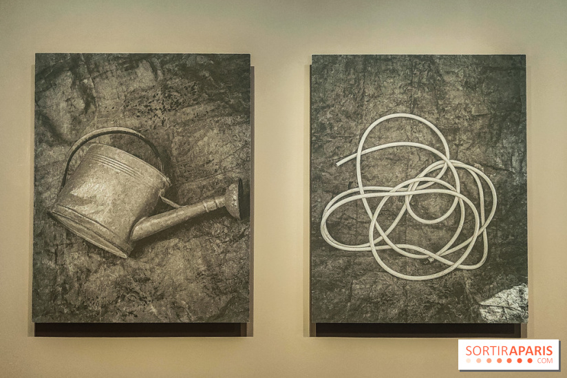 Natures vivantes : l'exposition photo qui met à l'honneur les jardins du musée Albert Kahn - photos - IMG20240429150240