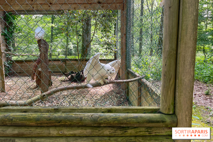 Fauconnier d'un jour - IMG 1404