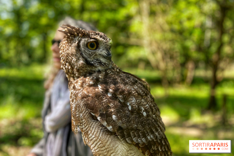 Fauconnier d'un jour - IMG 1419