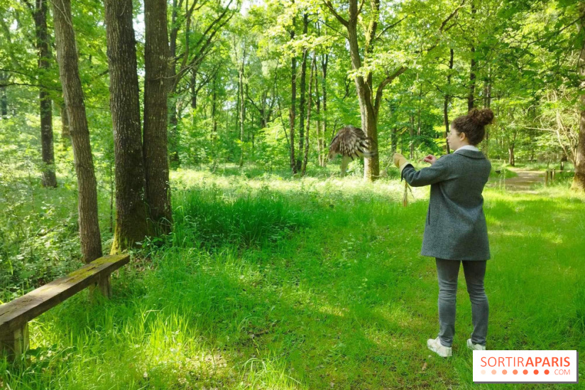 Fauconnier d'un jour - IMG 1429