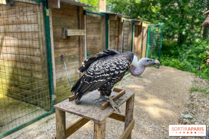 Fauconnier d'un jour - IMG 1449