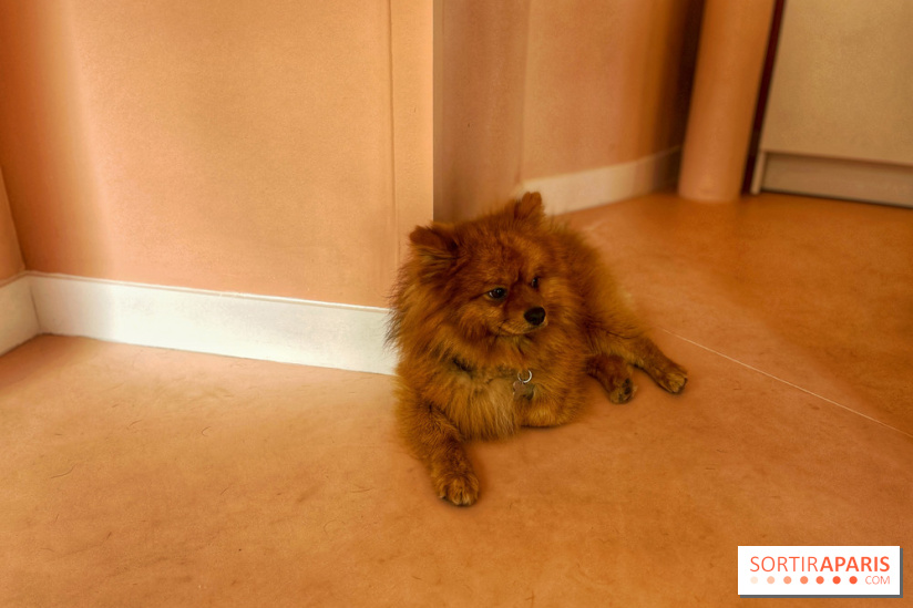 Casa del Doggo - IMG 1597