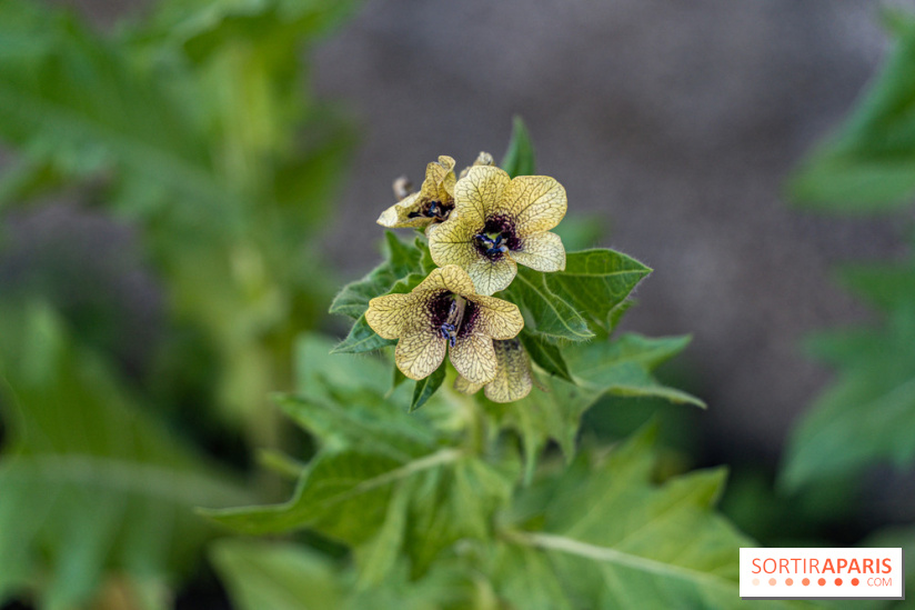 Maison Jean Cocteau à Milly-la-Forêt en Essonne - photos -  simples
