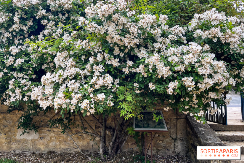 Potager-Fruitier de la Roche Guyon - nos photos - image00034