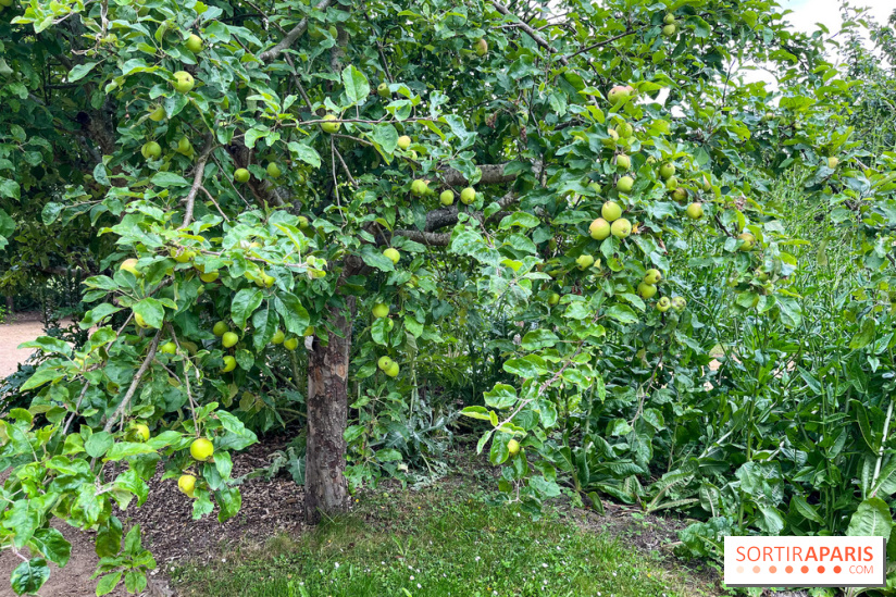 Potager-Fruitier de la Roche Guyon - nos photos - image00032