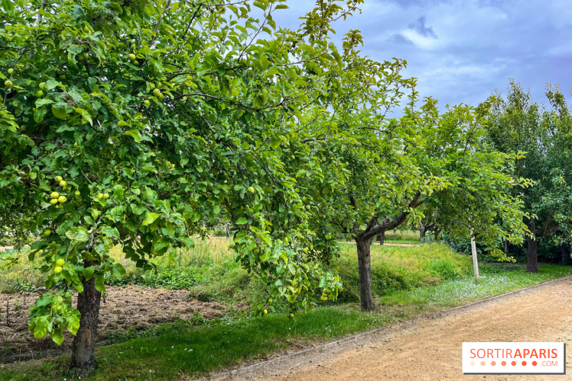 Potager-Fruitier de la Roche Guyon - nos photos - image00033