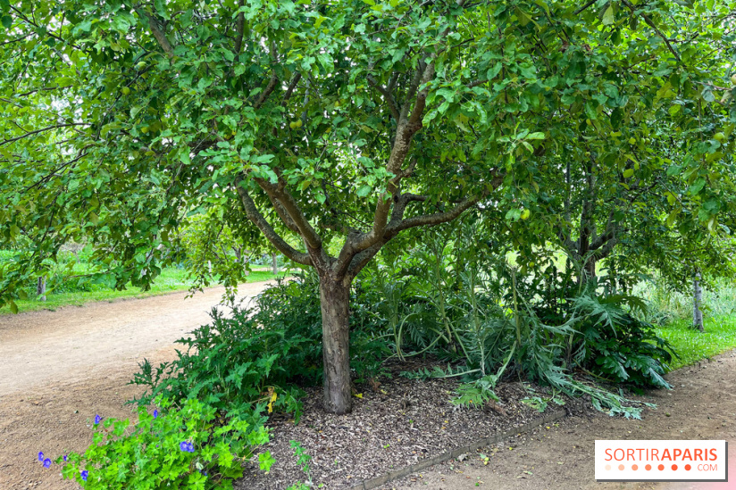 Potager-Fruitier de la Roche Guyon - nos photos - image00030