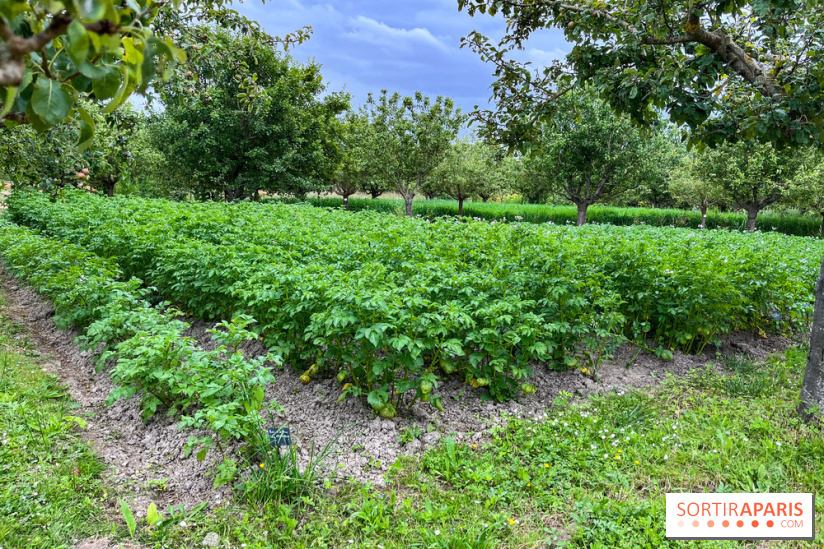 Potager-Fruitier de la Roche Guyon - nos photos - image00029