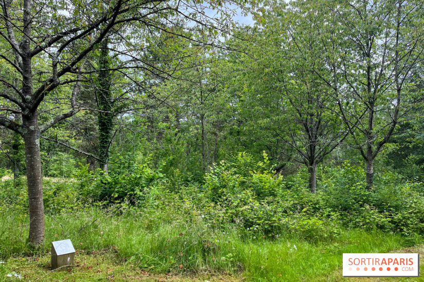 Arboretum de la Roche-Guyon - nos photos - image00015