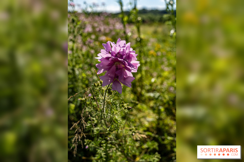 Le Parc du peuple de l'herbe dans les Yvelines - Étang de Galiotte - Carrières-sous-Poissy -  A7C7479