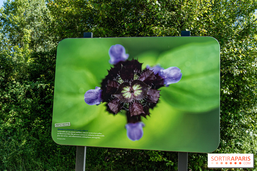 Le Parc du peuple de l'herbe dans les Yvelines - Étang de Galiotte - Carrières-sous-Poissy -  A7C7487