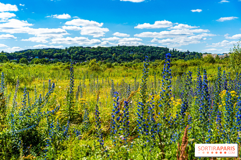 Le Parc du peuple de l'herbe dans les Yvelines - Étang de Galiotte - Carrières-sous-Poissy -  A7C7488
