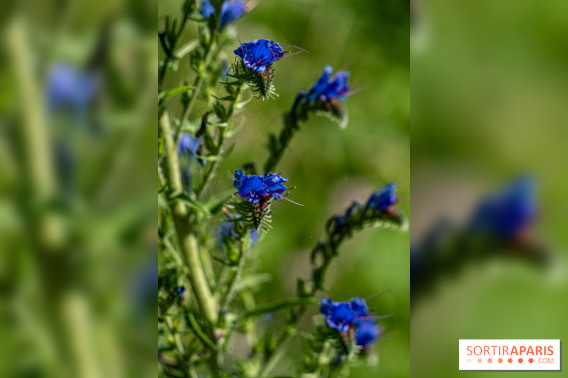 Le Parc du peuple de l'herbe dans les Yvelines - Étang de Galiotte - Carrières-sous-Poissy -  A7C7492