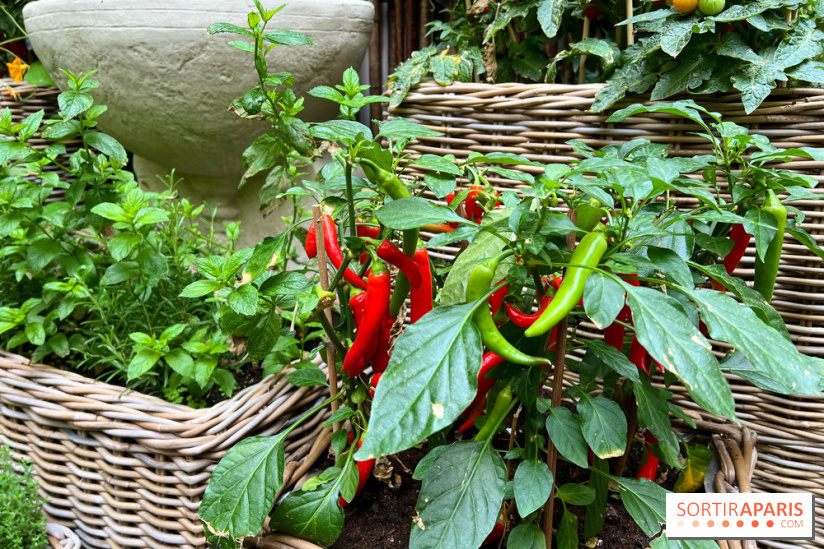 Le Potager, Roch Hotel & Spa - Potager