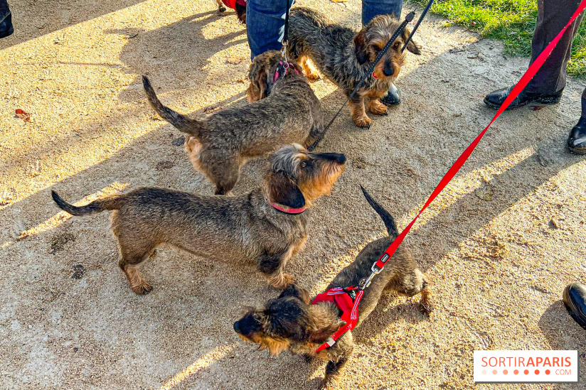 Paris Sausage Walk 2024 : la marche des teckels de retour dans la capitale - image00013