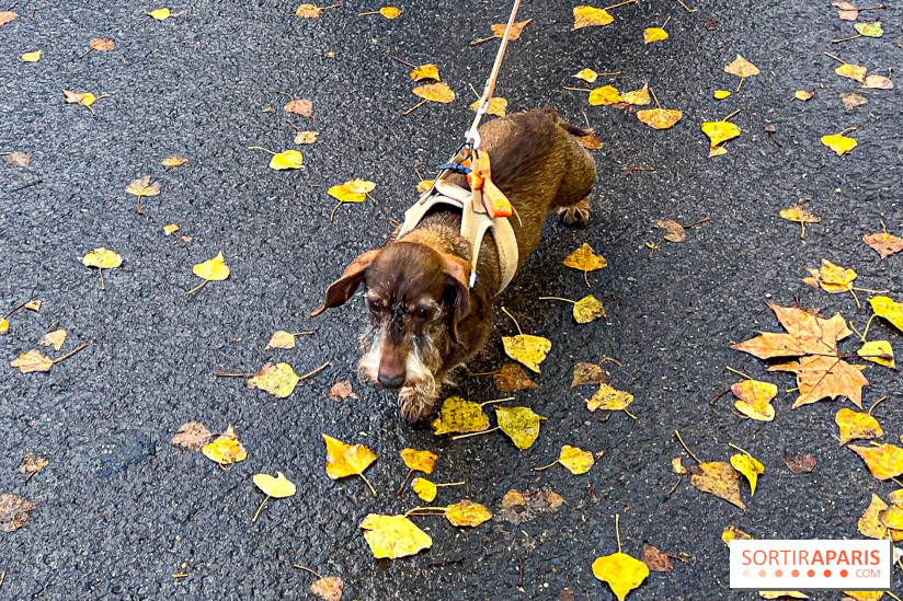 Paris Sausage Walk 2024 : la marche des teckels de retour dans la capitale - image00016