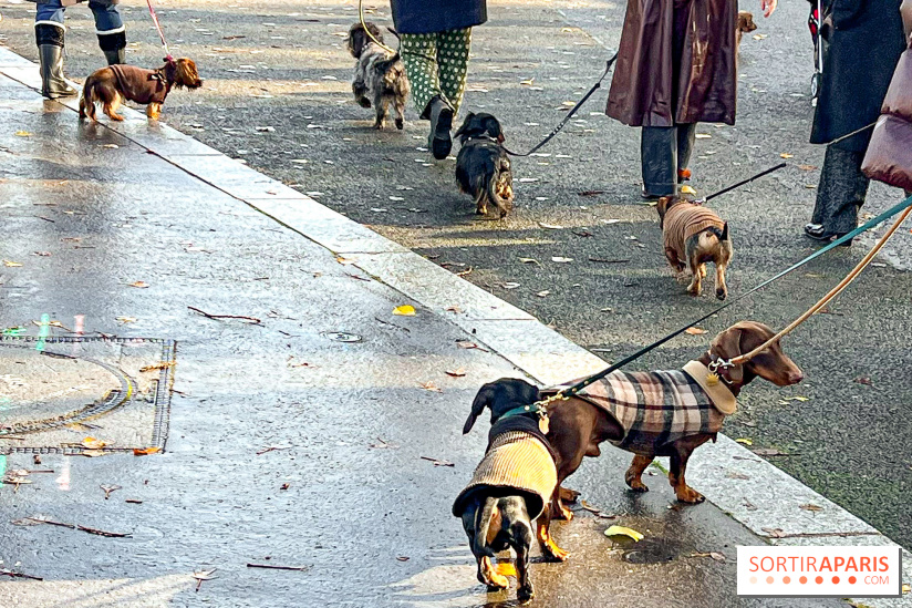 Paris Sausage Walk 2024 : la marche des teckels de retour dans la capitale - image00019
