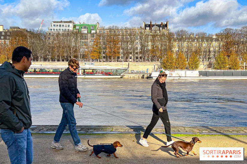 Paris Sausage Walk 2024 : la marche des teckels de retour dans la capitale - image00021