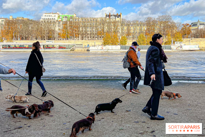 Paris Sausage Walk 2024 : la marche des teckels de retour dans la capitale - image00023