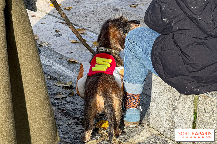 Paris Sausage Walk 2024 : la marche des teckels de retour dans la capitale - image00033