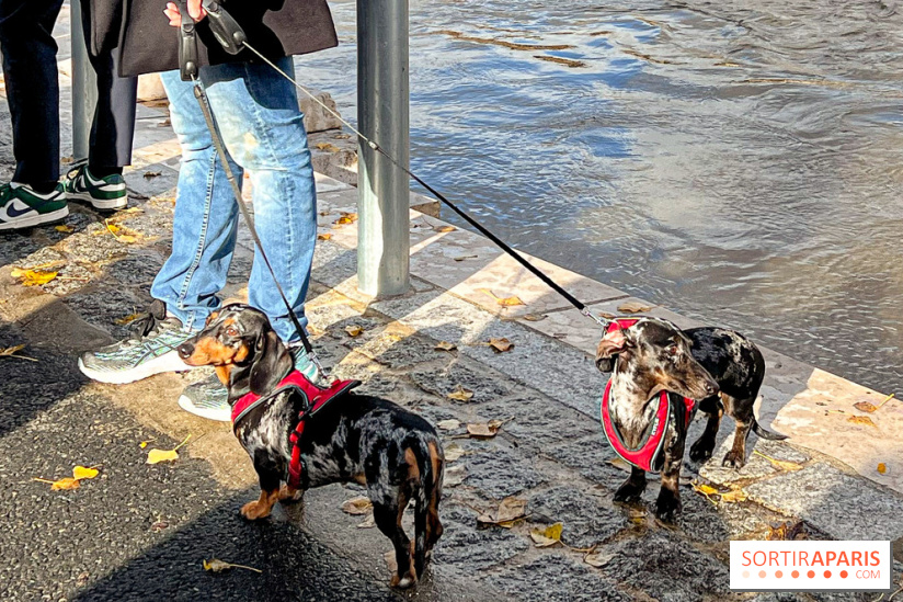 Paris Sausage Walk 2024 : la marche des teckels de retour dans la capitale - image00035
