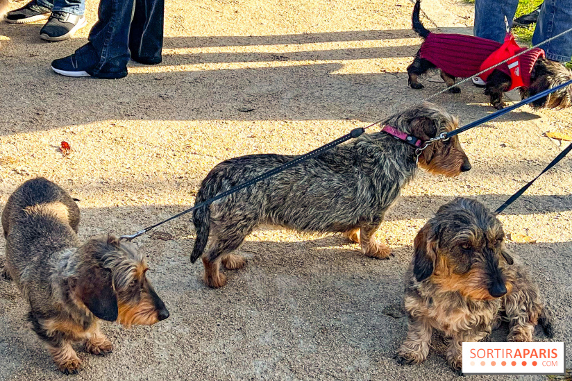 Paris Sausage Walk 2024 : la marche des teckels de retour dans la capitale - image00005