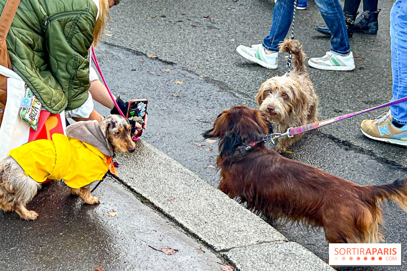 Paris Sausage Walk 2024 : la marche des teckels de retour dans la capitale - image00002
