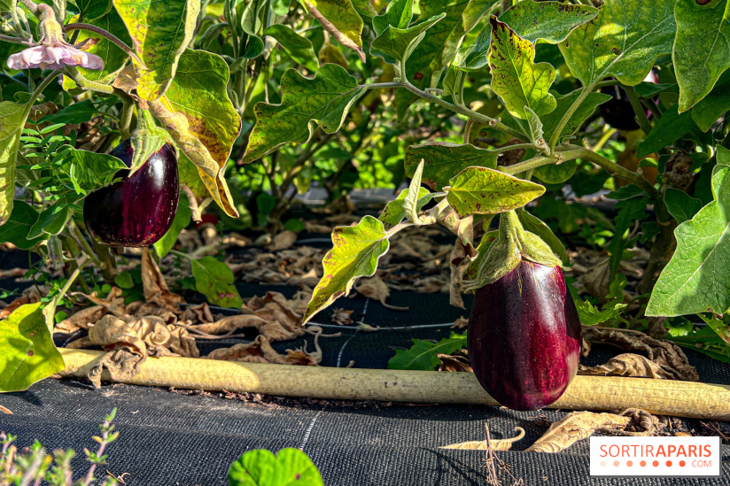 Les Saveurs du Potager du Roi à Versailles : marché de fruits & légumes, expositions et animations