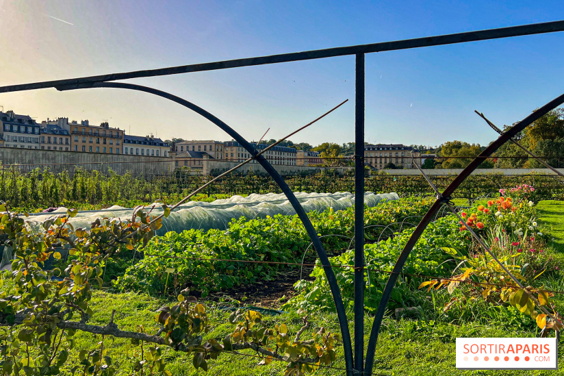 Les Saveurs du Potager du Roi à Versailles : marché de fruits & légumes, expositions et animations