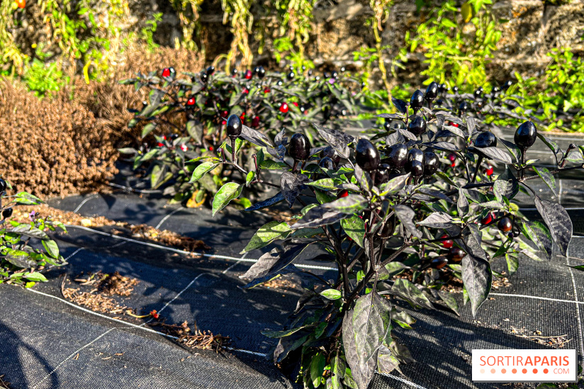 Les Saveurs du Potager du Roi à Versailles : marché de fruits & légumes, expositions et animations - image00017