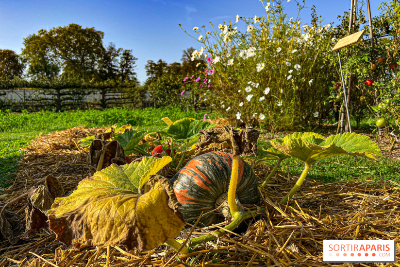 Les Saveurs du Potager du Roi à Versailles : marché de fruits & légumes, expositions et animations