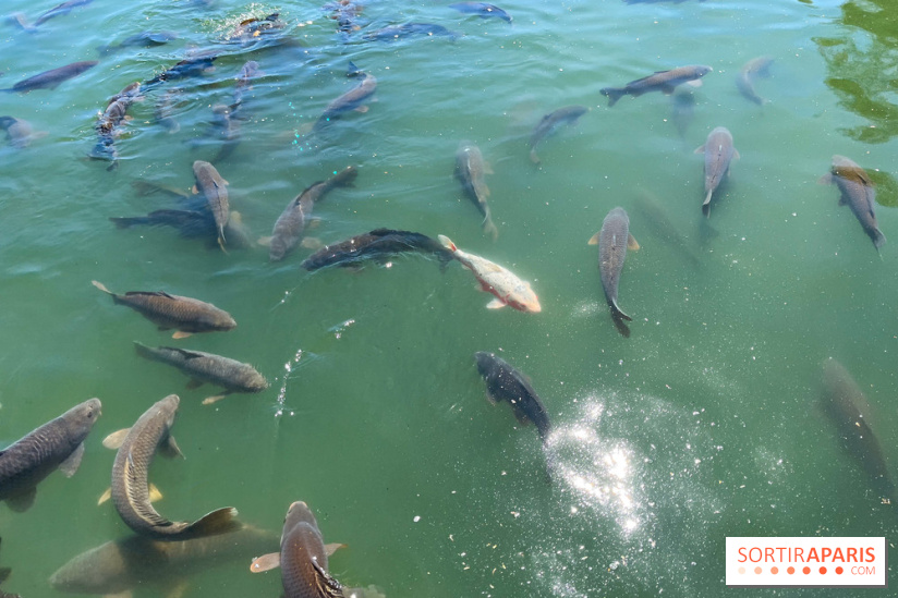 Etang aux carpes et barques - nos photos