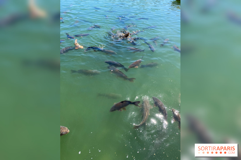 Etang aux carpes et barques - nos photos - image00030