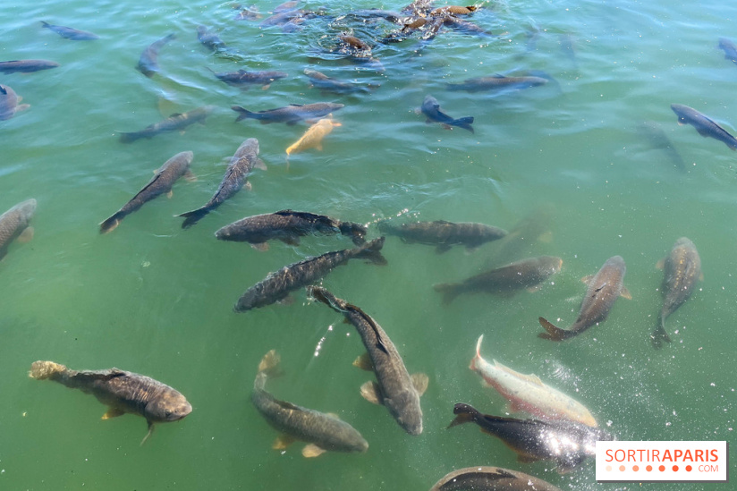 Etang aux carpes et barques - nos photos